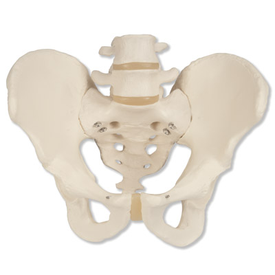 Pelvic Skeleton Male Live Wire Learning