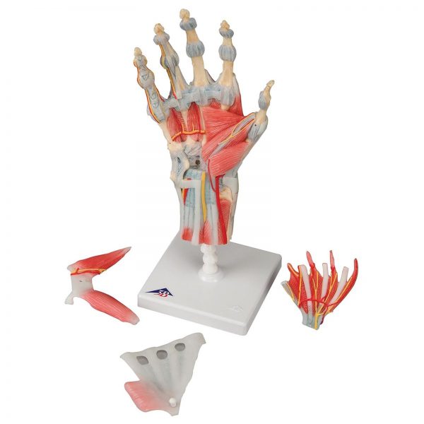 HAND SKELETON 1000358 (M33-1)